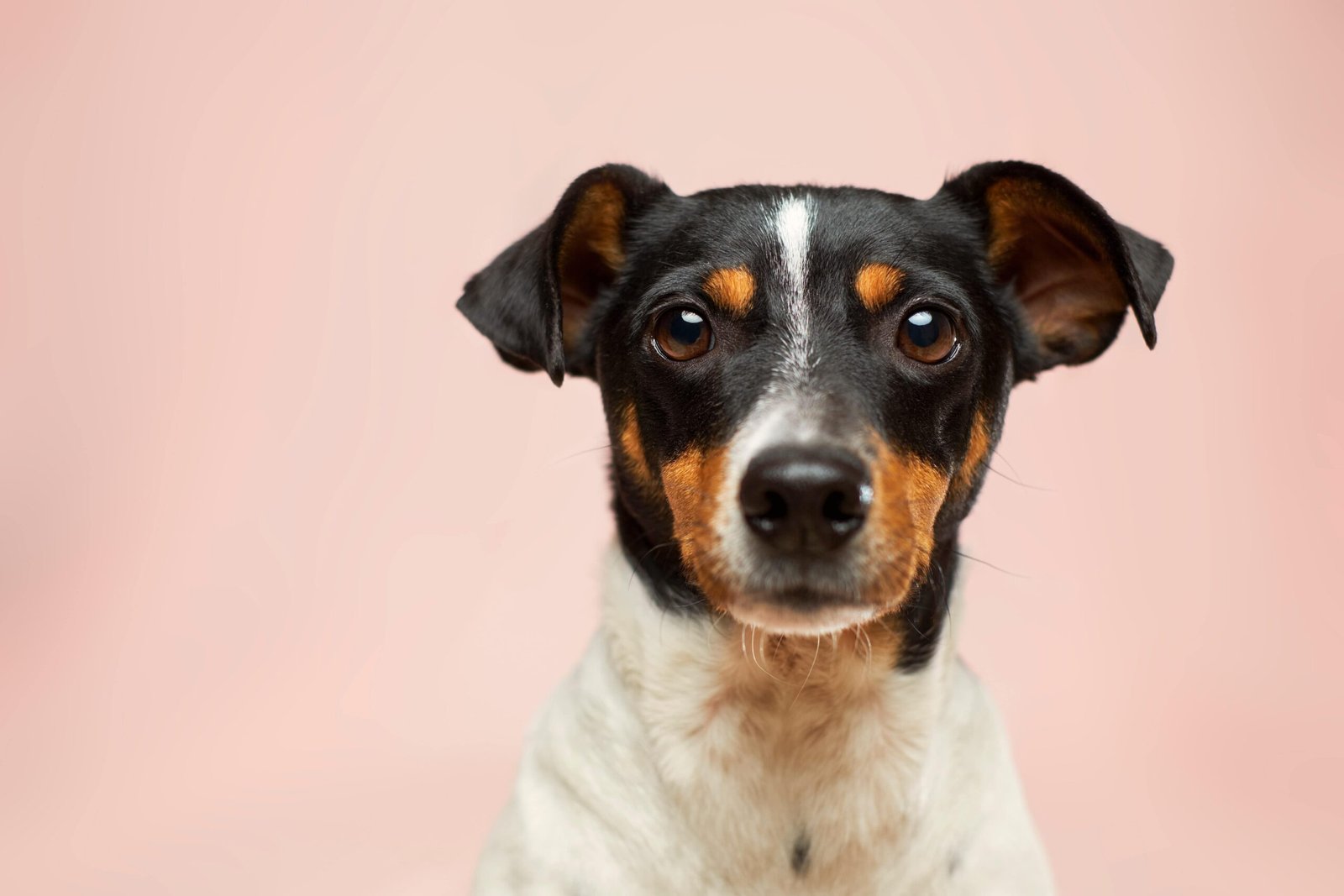 Read more about the article Petting, Running, Playing: The Benefit of Having Critters in Our Lives